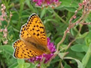 Butterfly and the Martial Arts